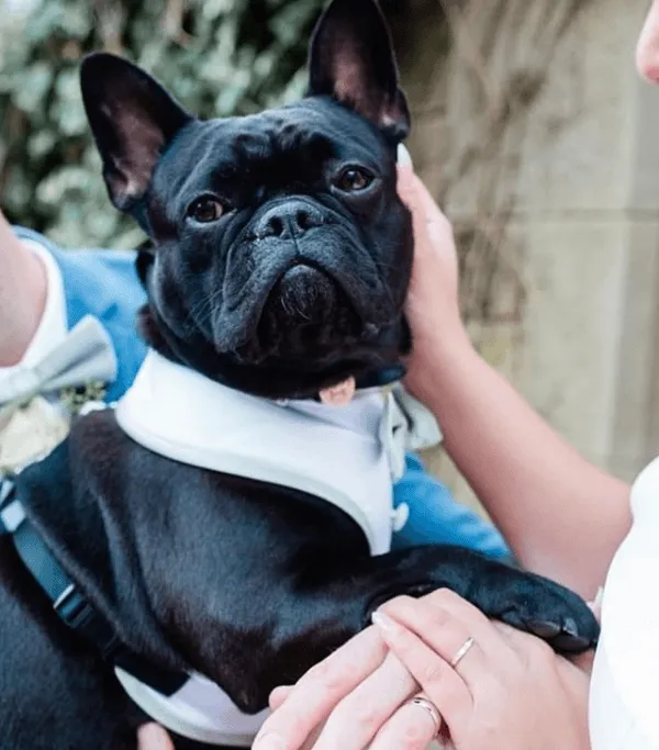 Avocado Dog Bow Tie