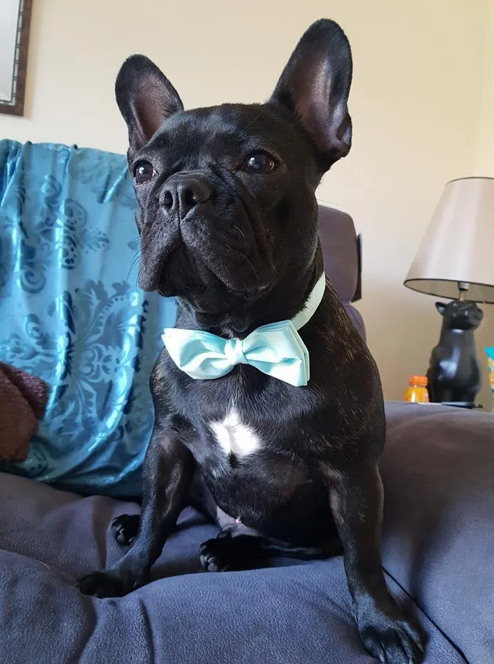 Avocado Dog Bow Tie