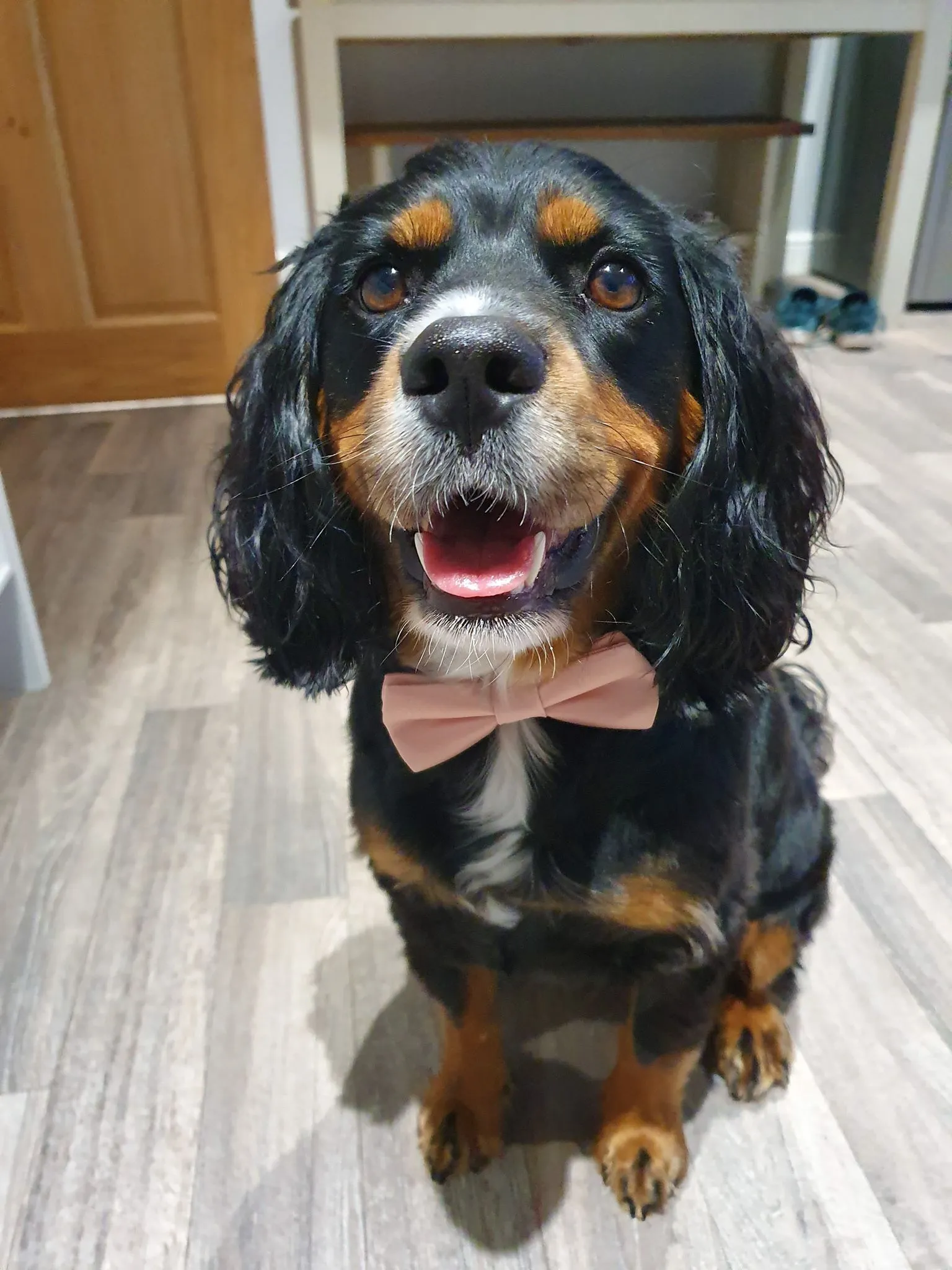 Avocado Dog Bow Tie