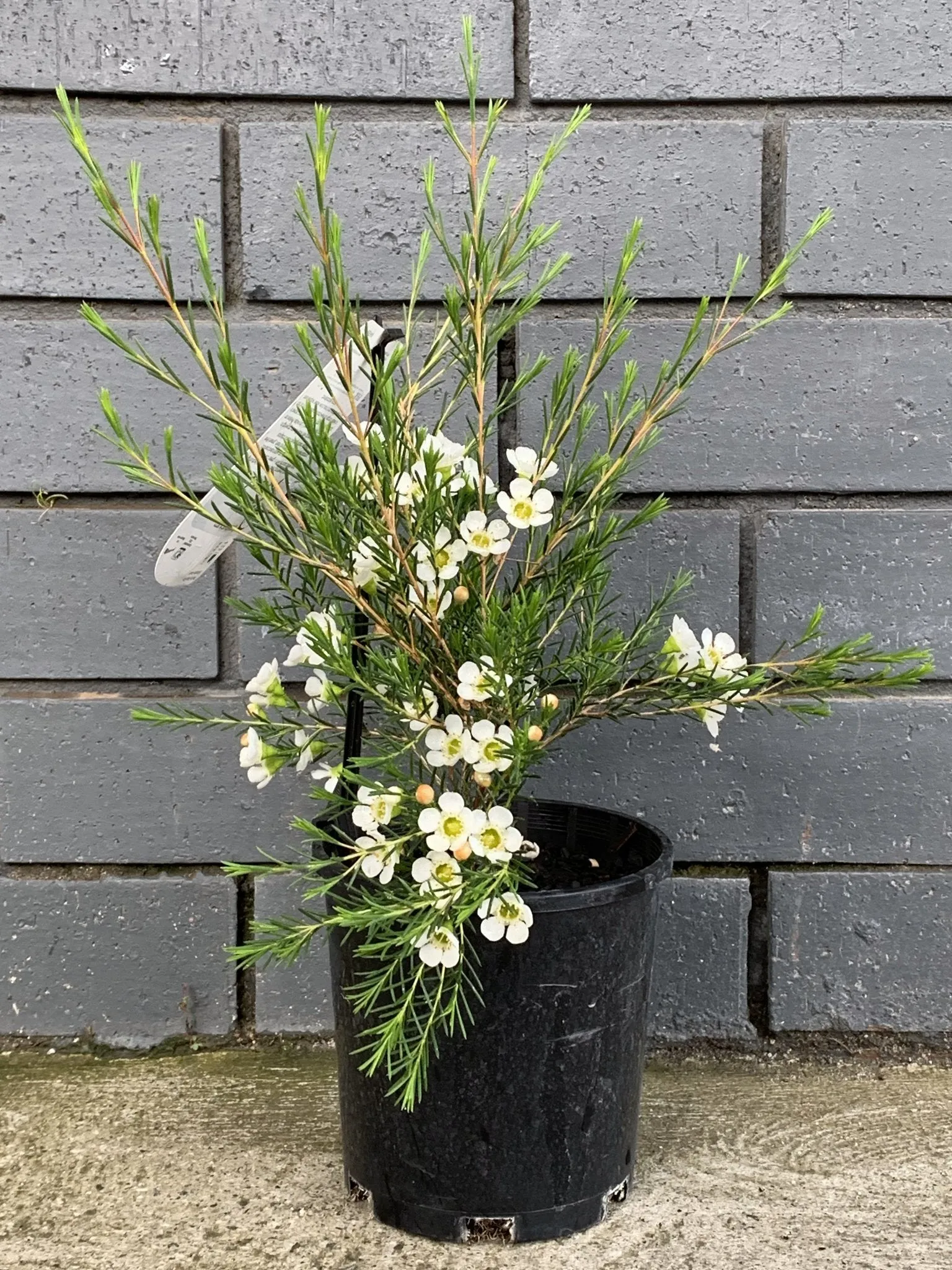 Chamelaucium 'Dawn Pearl'