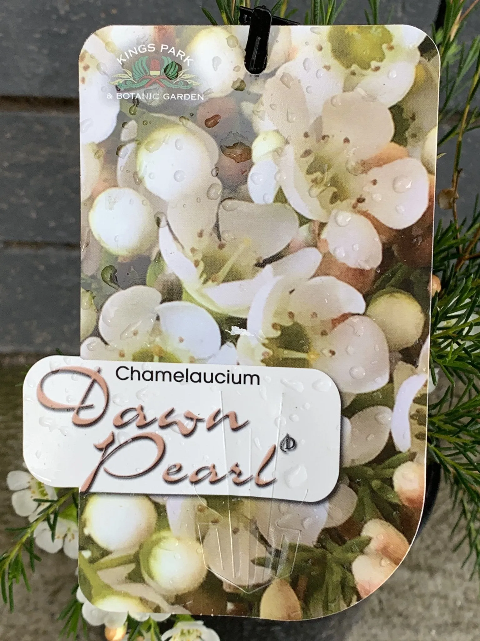 Chamelaucium 'Dawn Pearl'