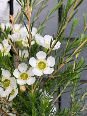 Chamelaucium 'Dawn Pearl'