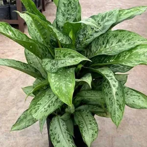 Dieffenbachia Memoria Corsii