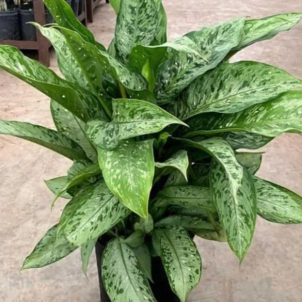Dieffenbachia Memoria Corsii