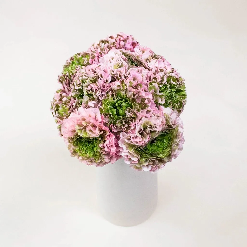 Light Pink Pon Pon Ranunculus Flowers