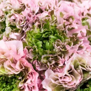 Light Pink Pon Pon Ranunculus Flowers