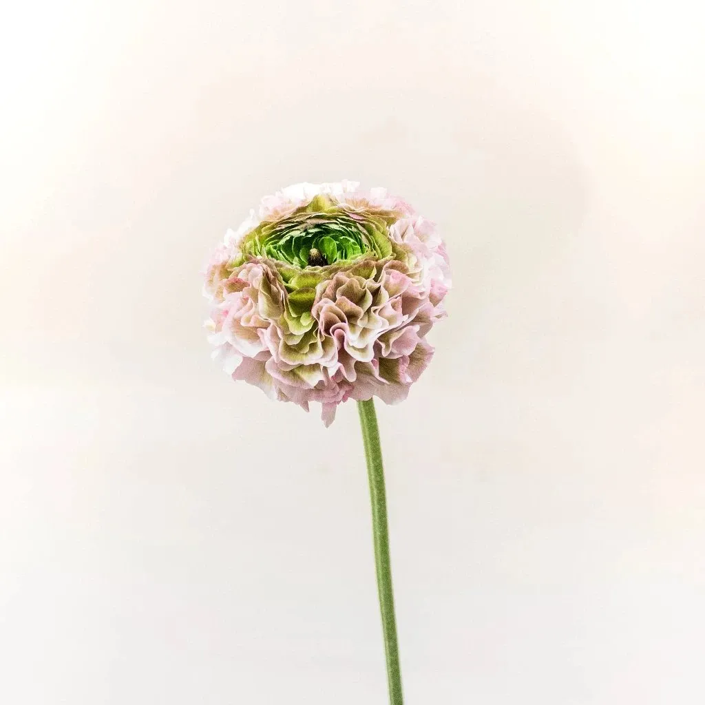 Light Pink Pon Pon Ranunculus Flowers