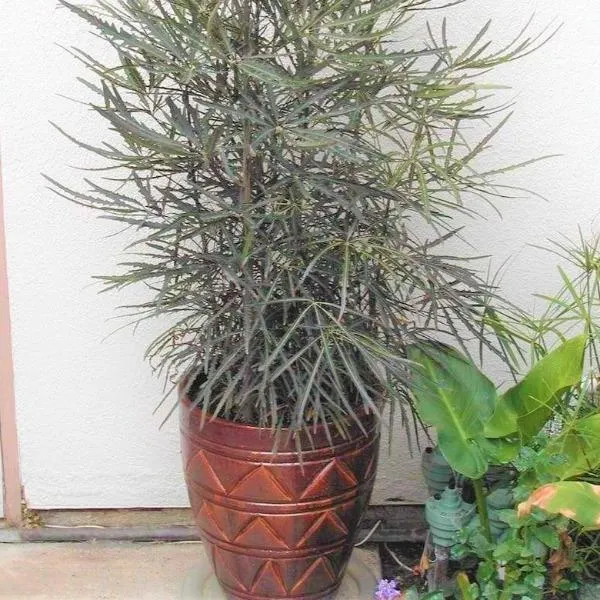 Mary Jane Threadleaf Aralia