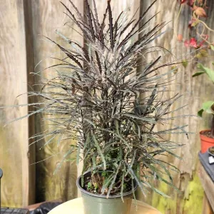 Mary Jane Threadleaf Aralia