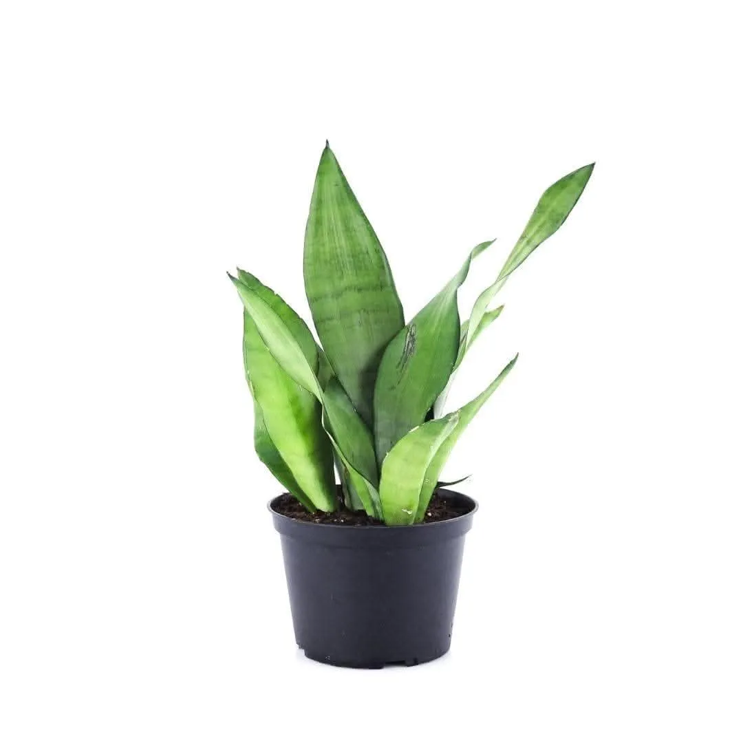 Moonshine Sansevieria