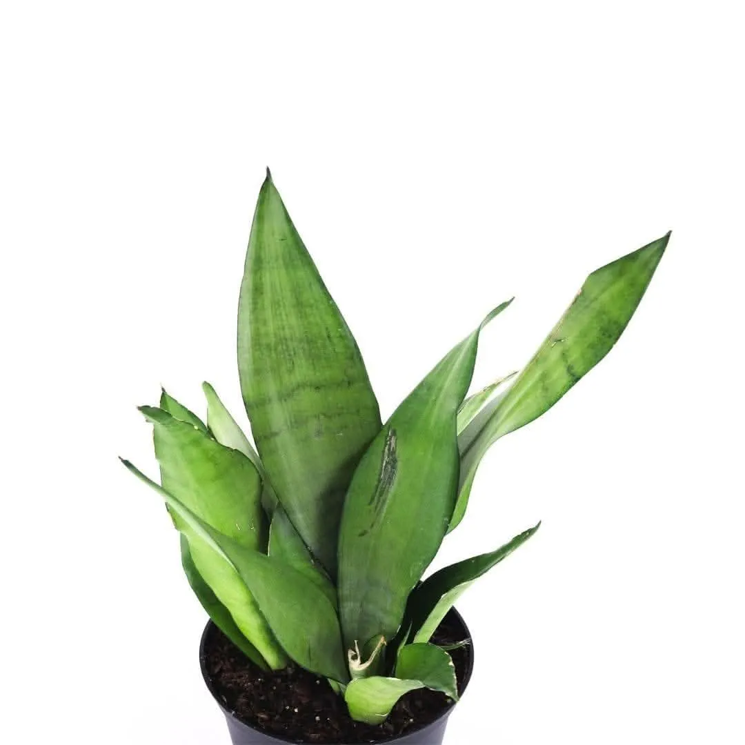 Moonshine Sansevieria