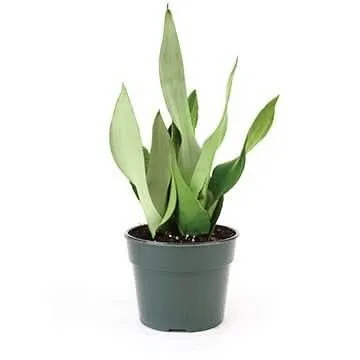 Moonshine Sansevieria