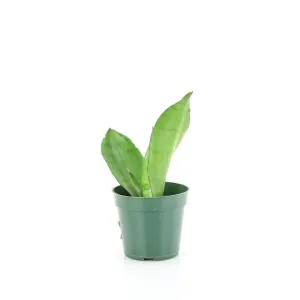 Moonshine Sansevieria