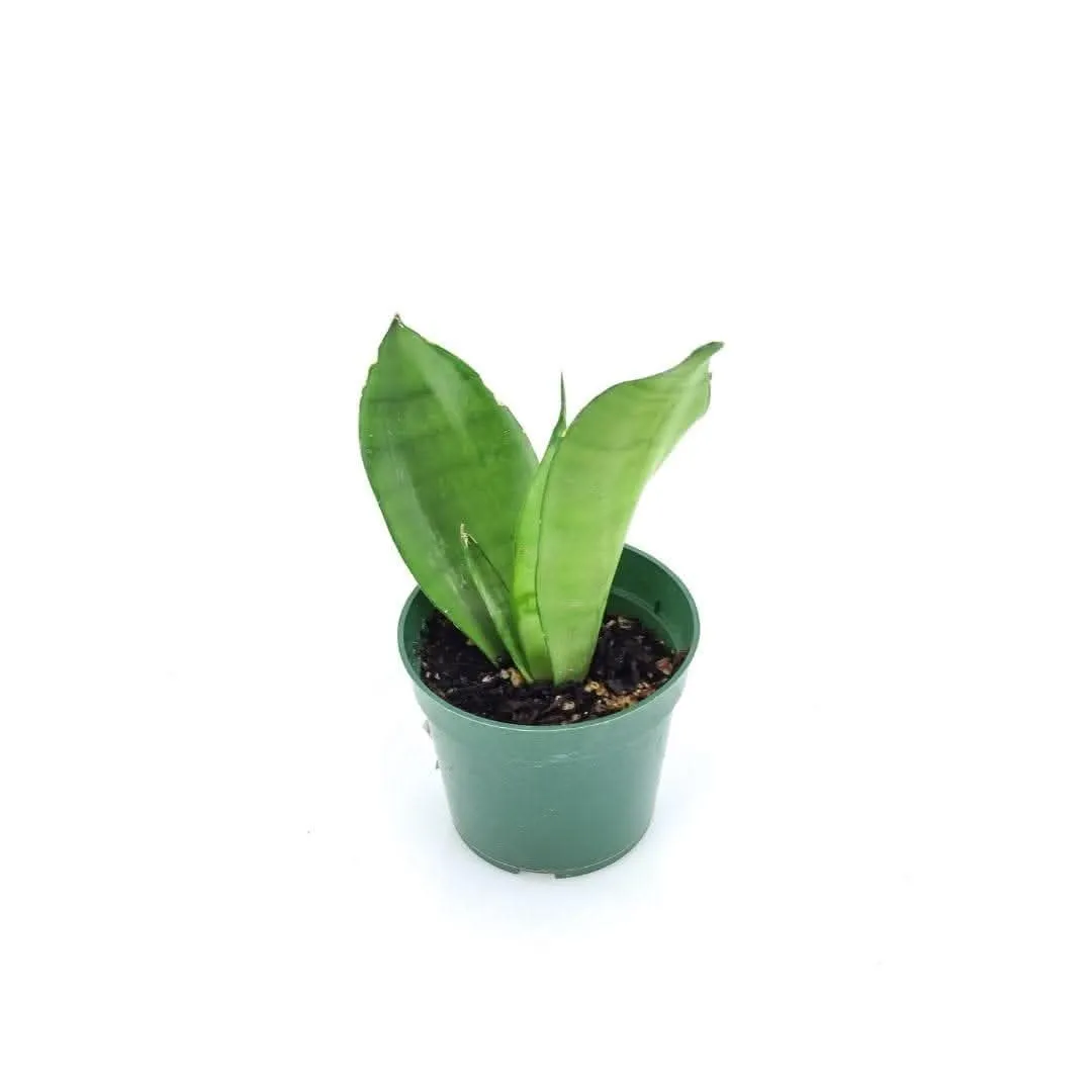 Moonshine Sansevieria