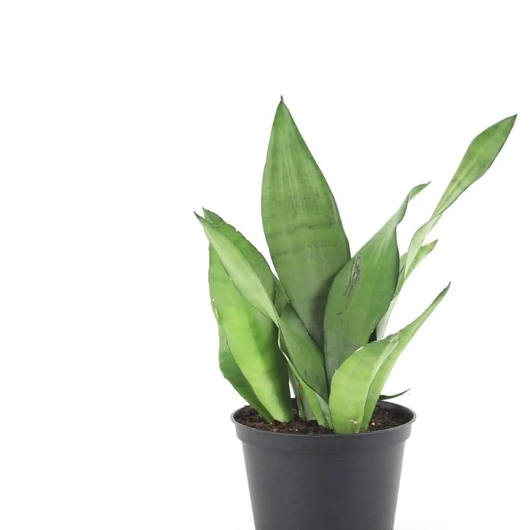 Moonshine Sansevieria