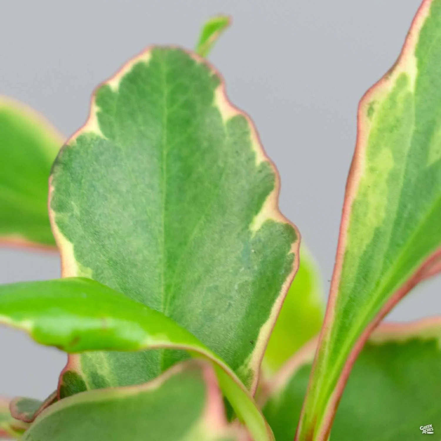 Peperomia 'Ginny'