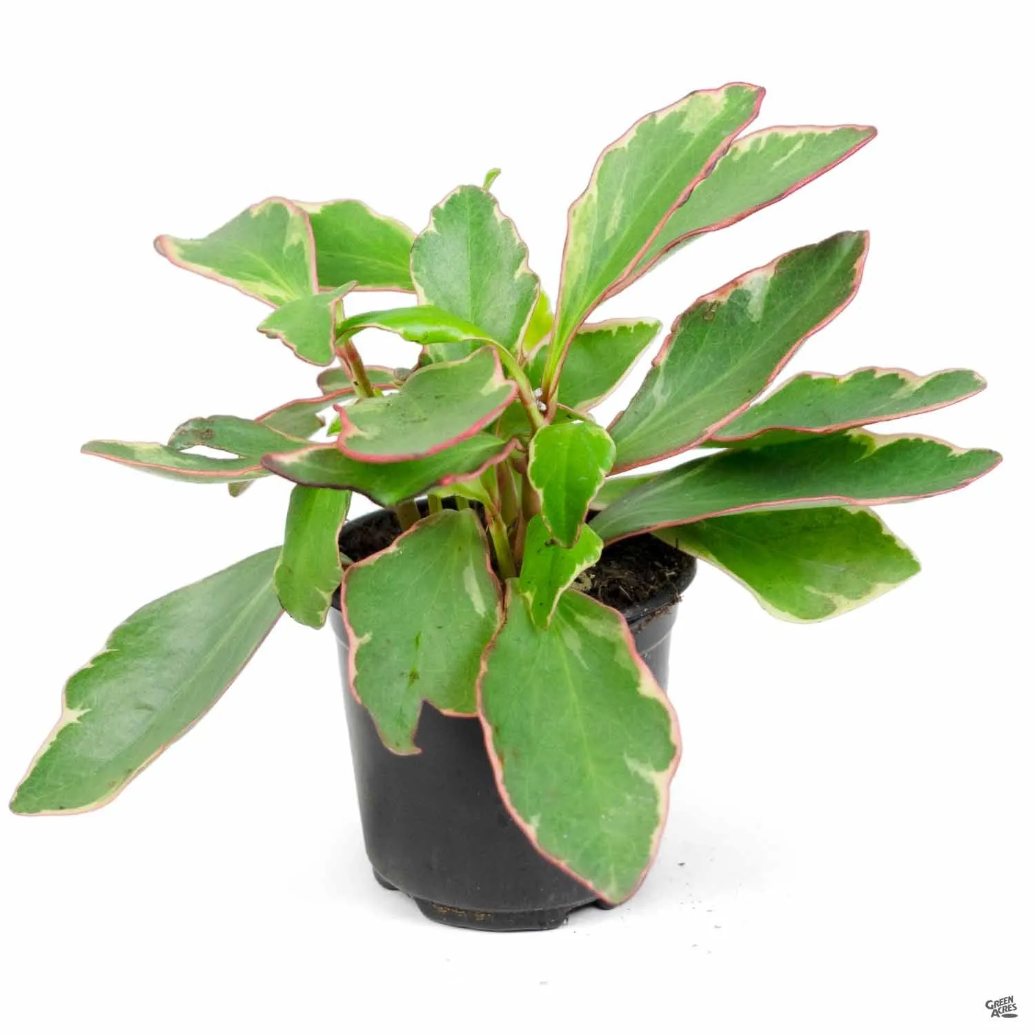 Peperomia 'Ginny'