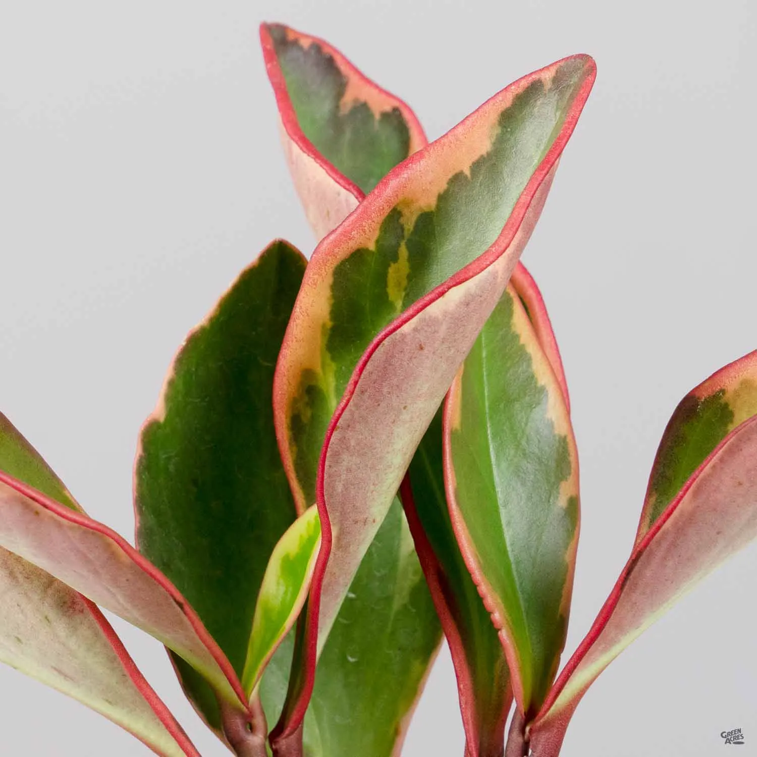 Peperomia 'Ginny'