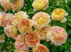 Rosa Fl Forever Amber #2.5
