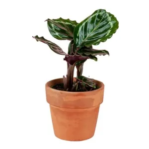 Rose-Painted Calathea