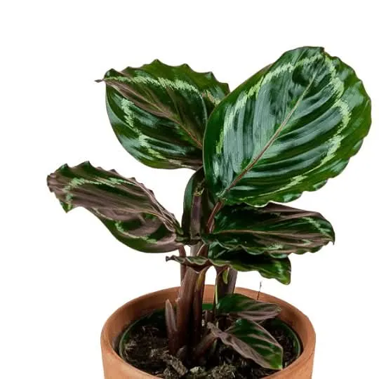 Rose-Painted Calathea
