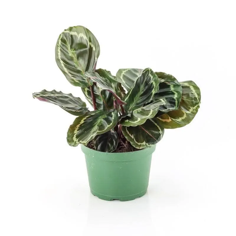 Rose-Painted Calathea