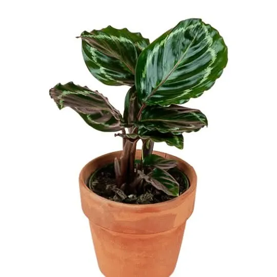 Rose-Painted Calathea